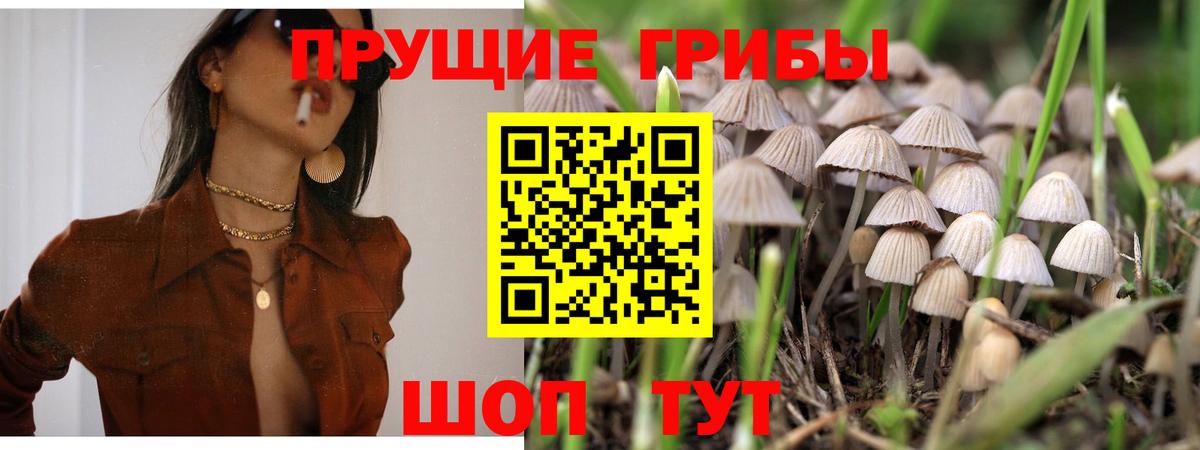 Галлюциногенные грибы Psilocybine cubensis  Вход с VPN  Минеральные Воды 